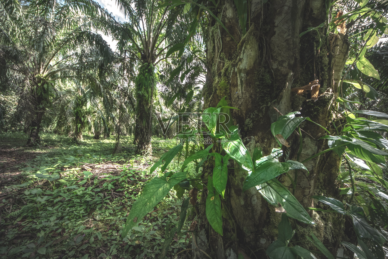 哥斯达黎加塞罗查托的热带雨林照片摄影图片