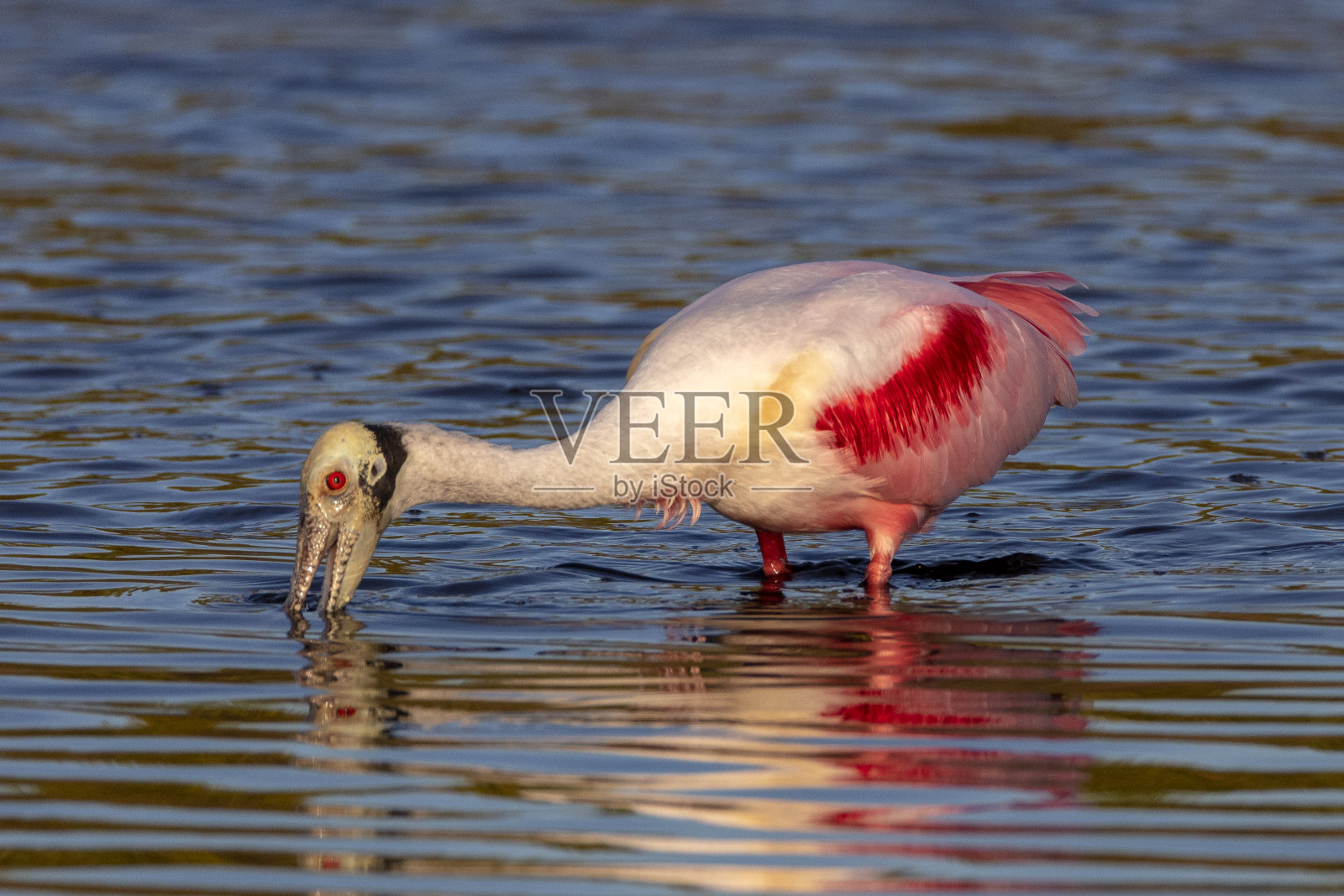 琵鹭照片摄影图片