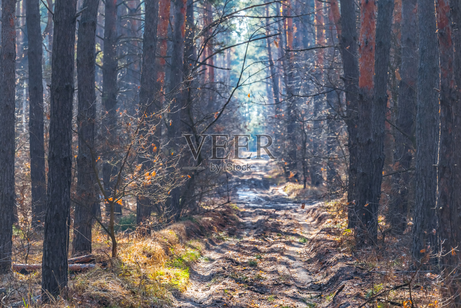 春天明媚的松林景色照片摄影图片