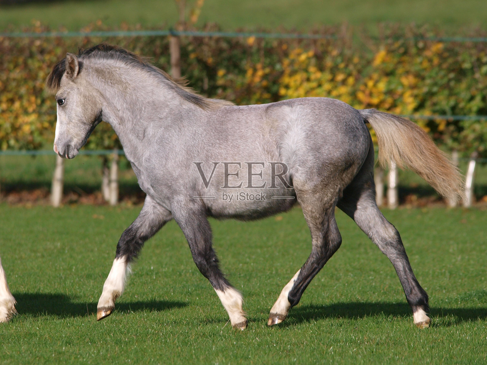 小马跑照片摄影图片