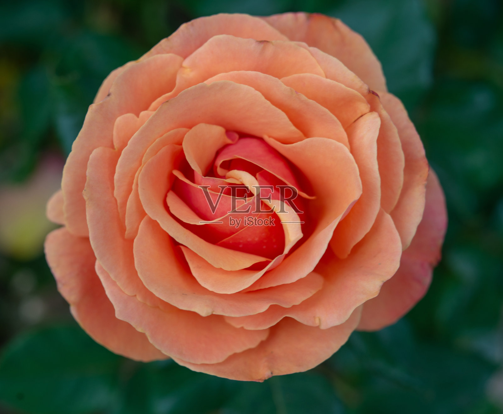 玫瑰照片摄影图片