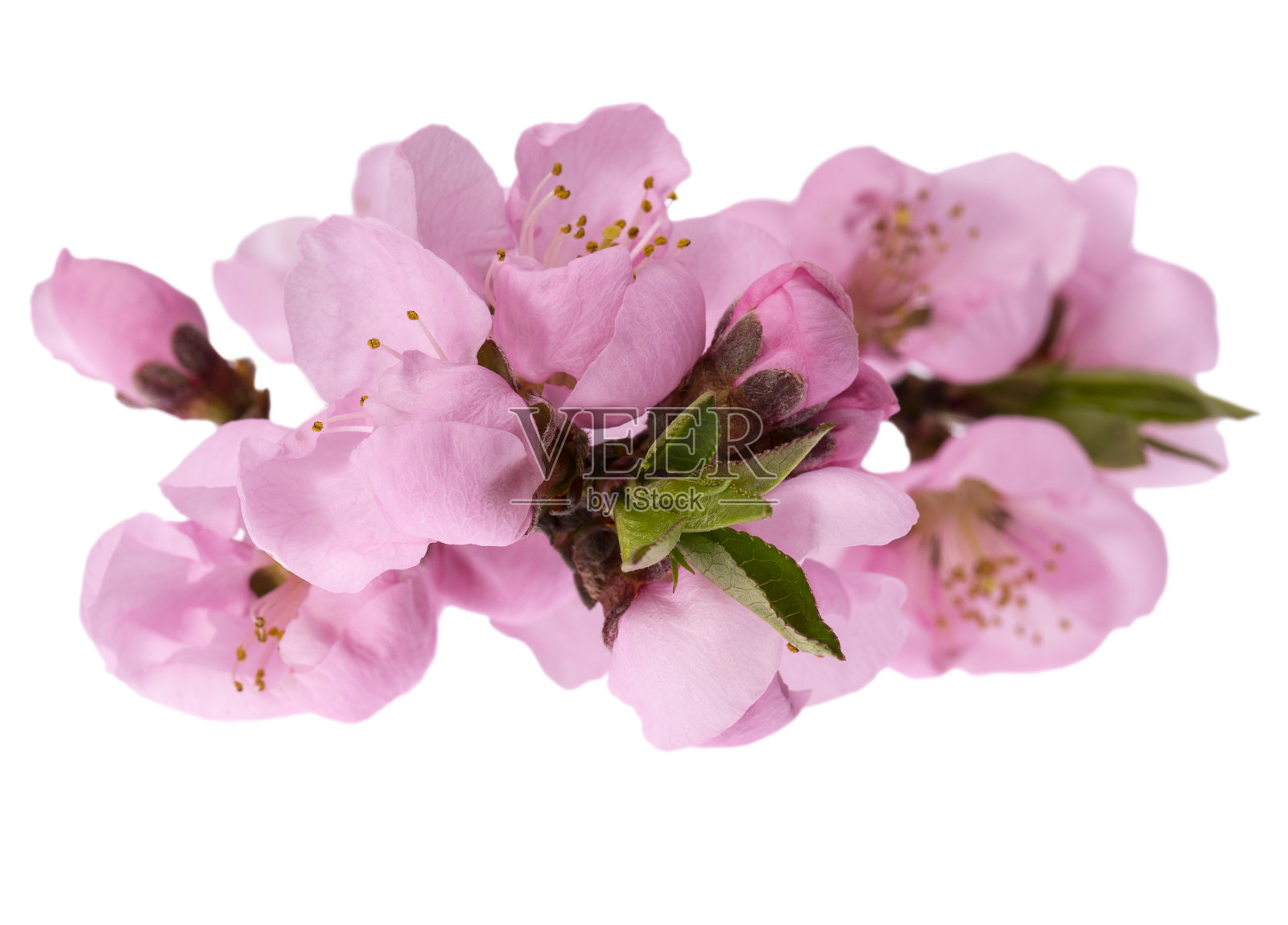 春天开花的桃树的低垂枝孤立在白色的背景上，近距离照片摄影图片