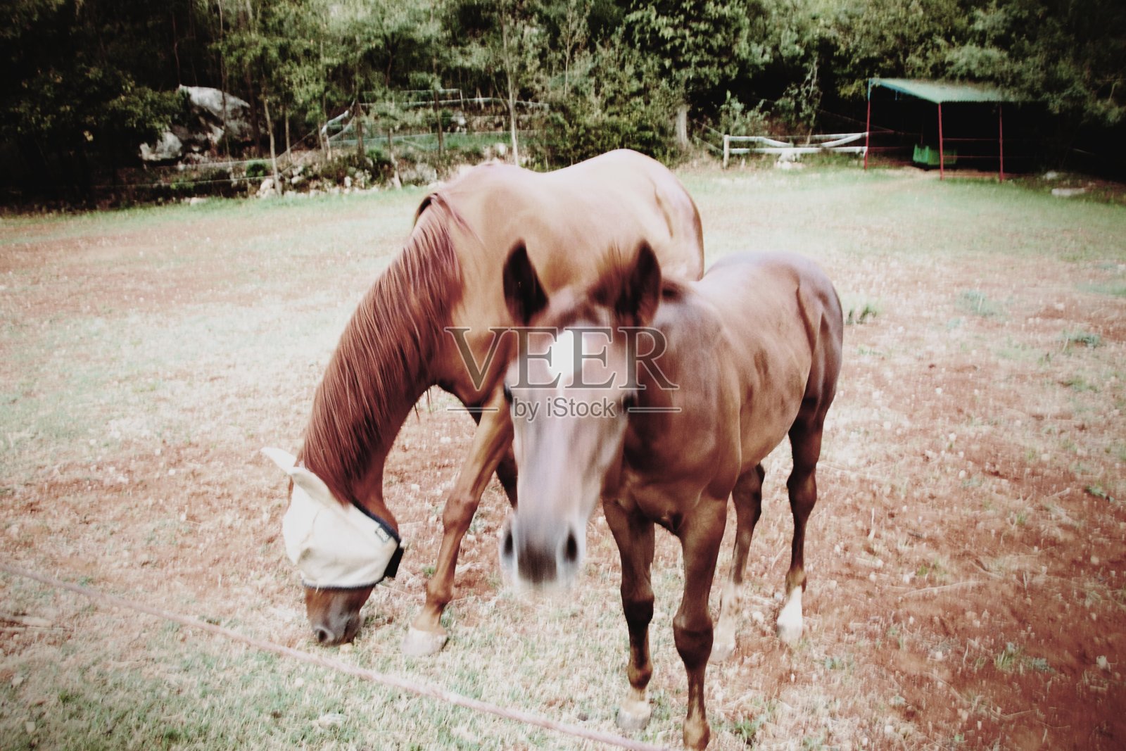 马照片摄影图片