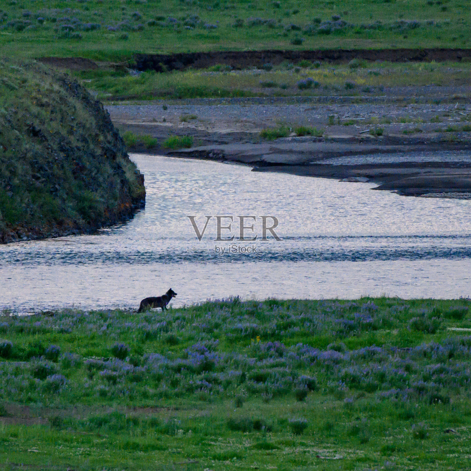 拉马尔山谷狼的轮廓图照片摄影图片