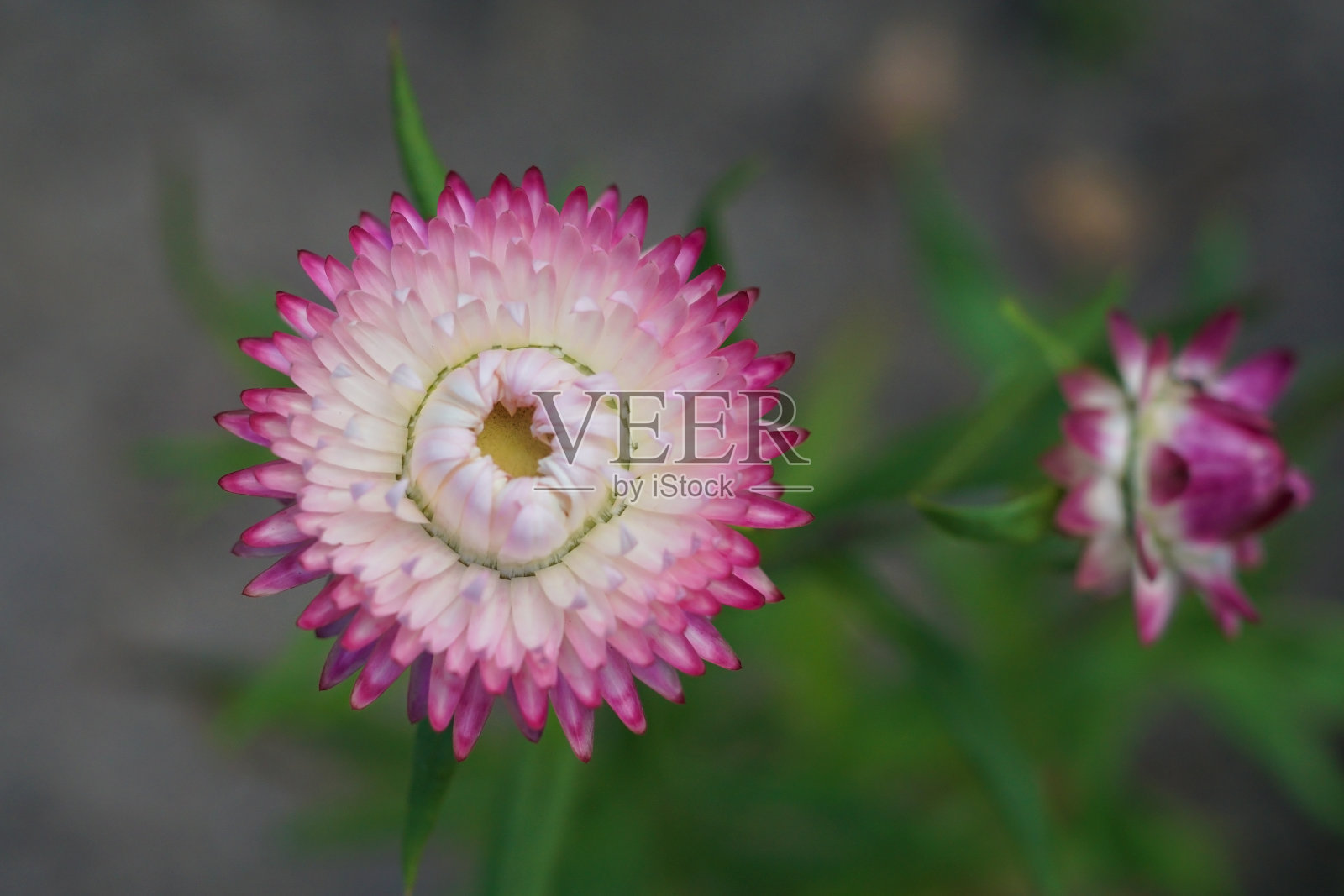 五颜六色的金色长生花或稻草花照片摄影图片