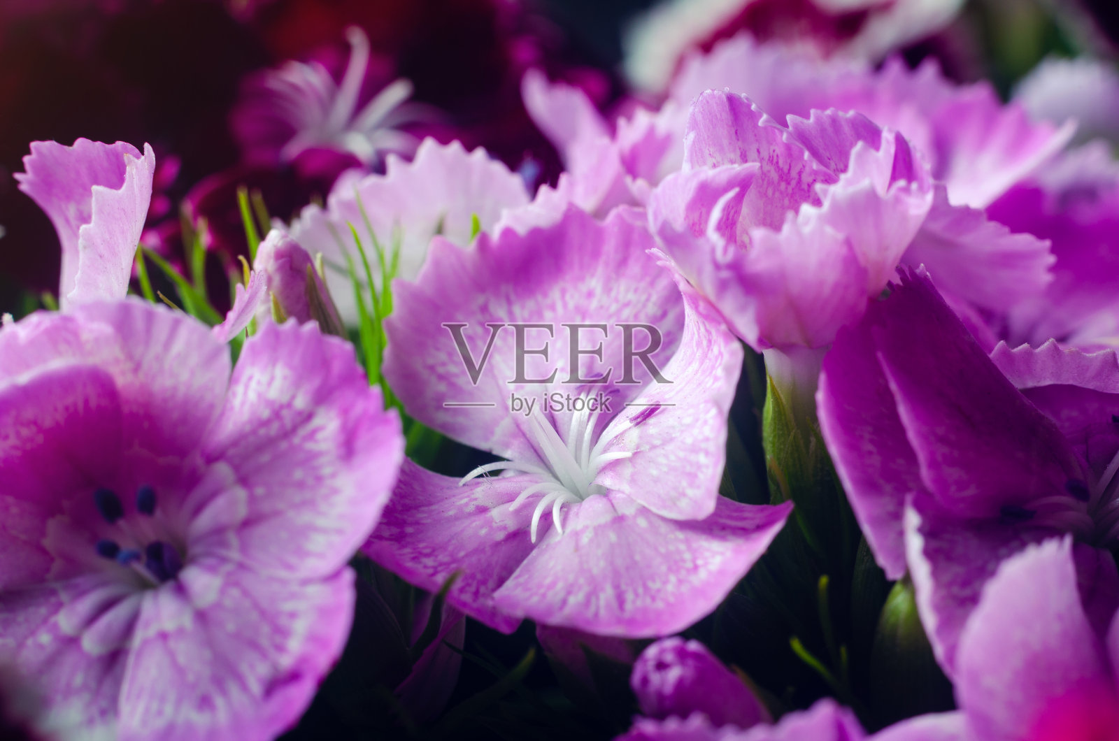 美丽的彩色土耳其康乃馨生长在一个夏天阳光灿烂的花园特写照片摄影图片