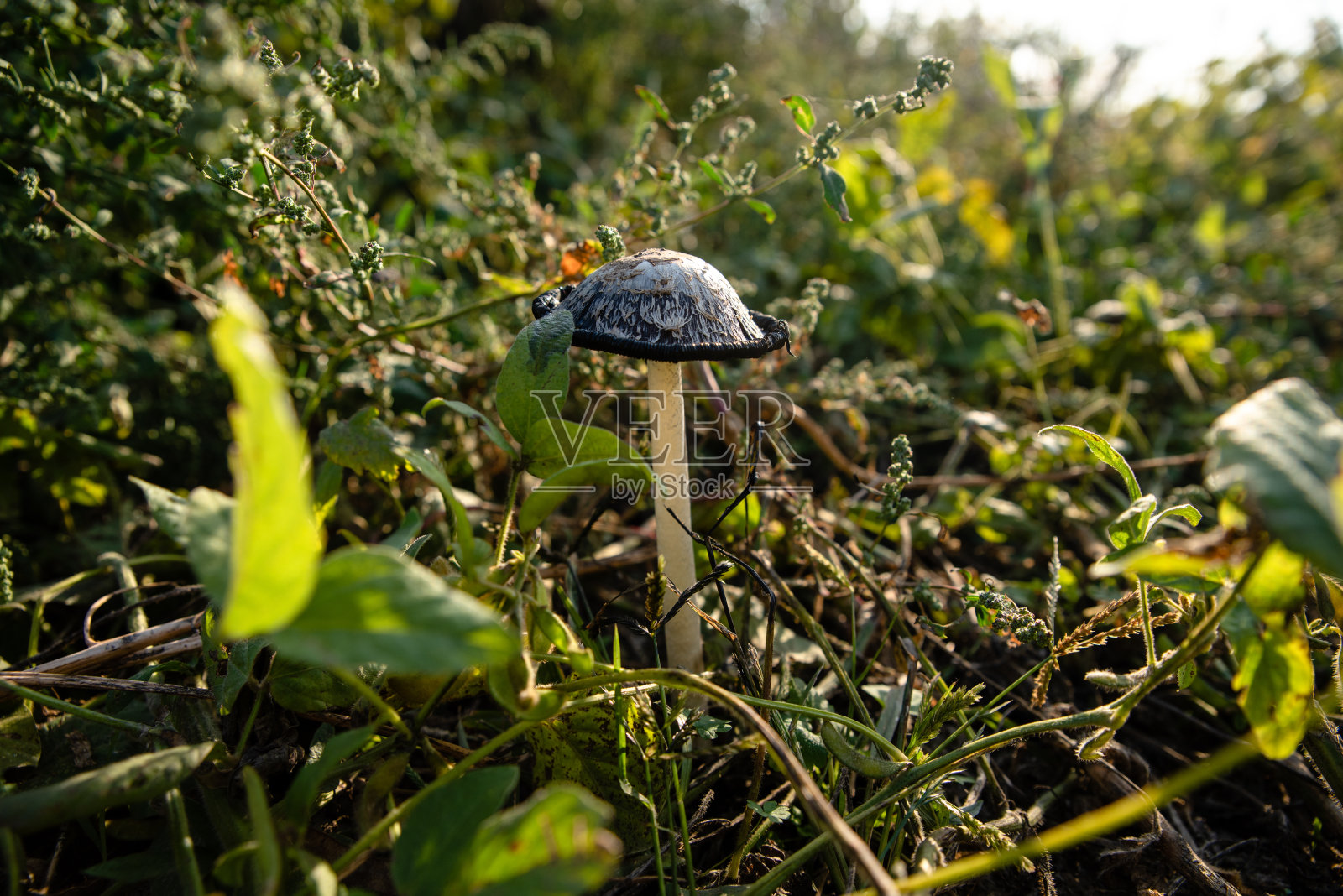 在野生蘑菇照片摄影图片