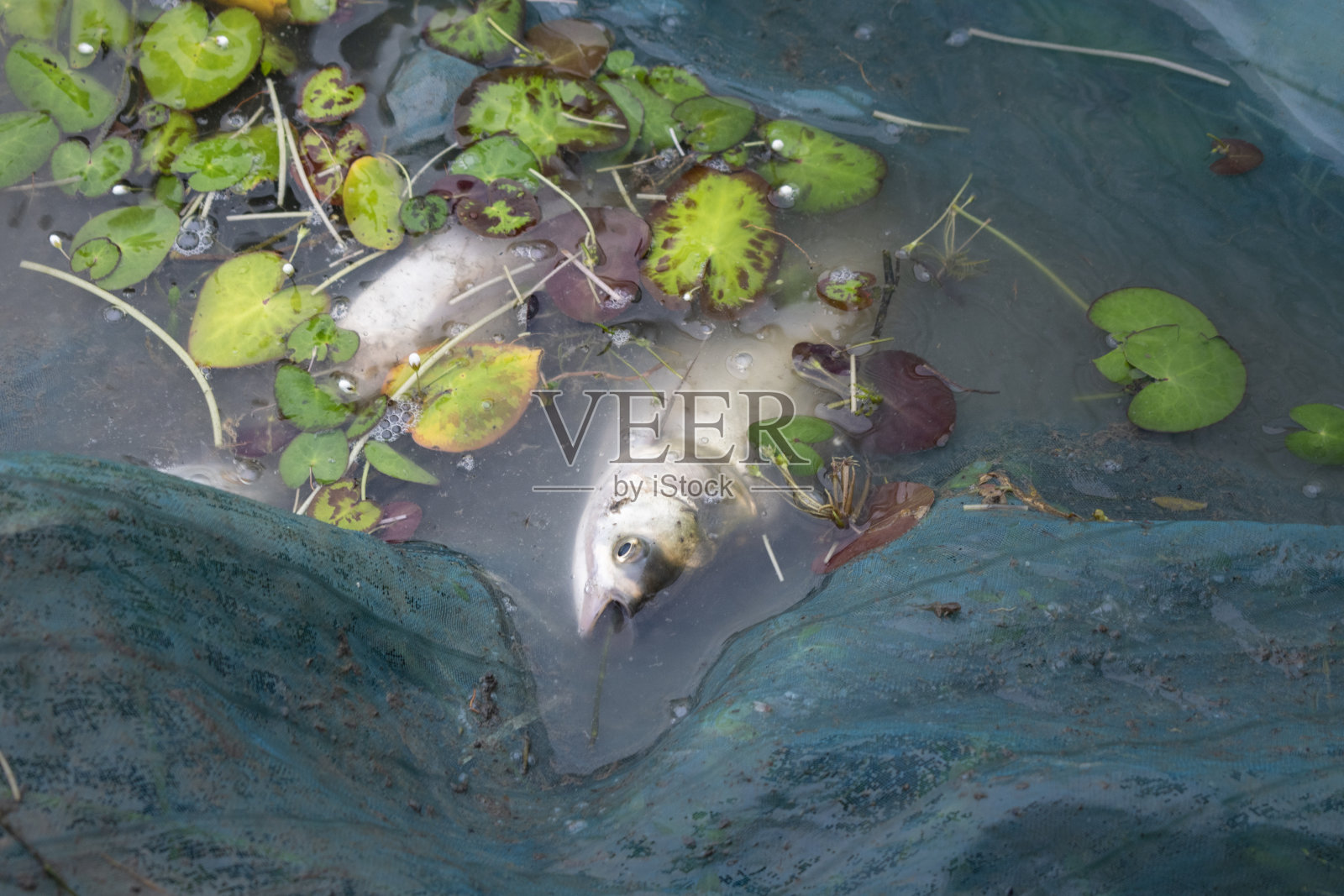 一些淡水鱼的照片，在湖边被渔网捕获照片摄影图片