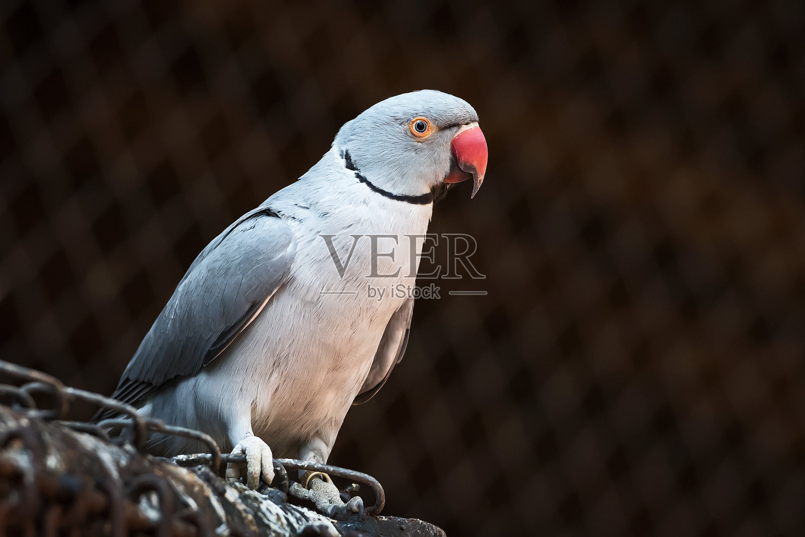 印度环颈鹦鹉照片摄影图片