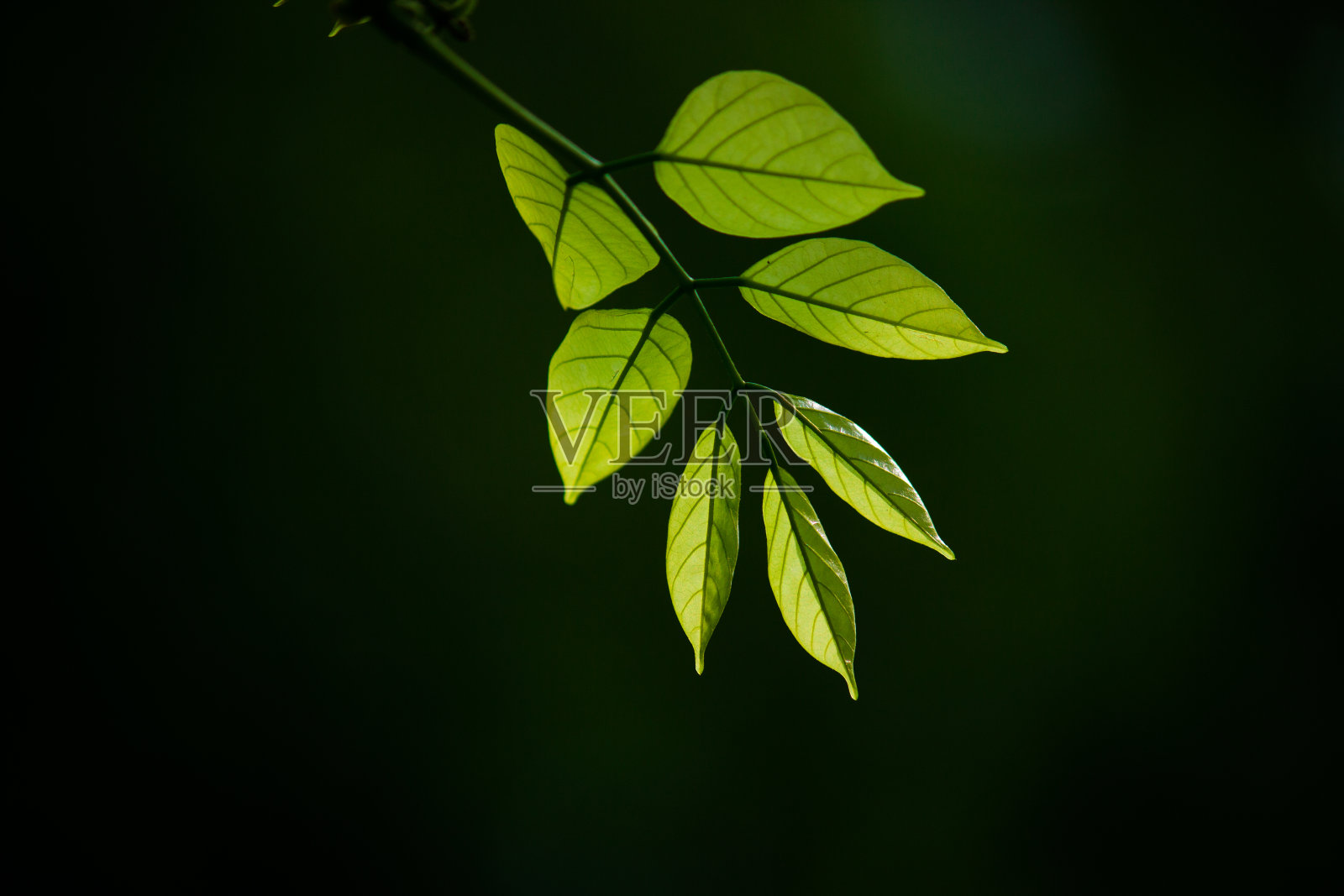 叶子照片摄影图片