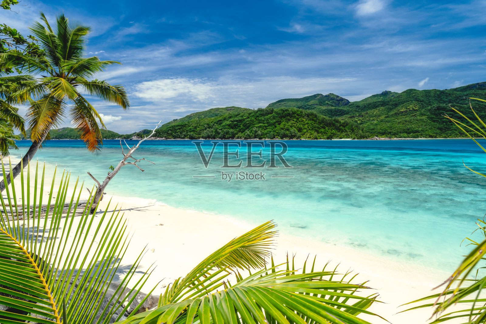 假日氛围异国情调墙纸。热带海滩上的棕榈树。蓝色的海洋，泻湖，天空和白云照片摄影图片