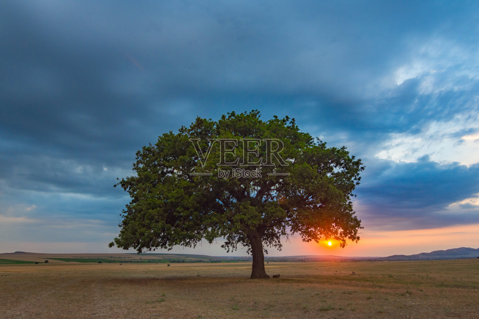 美丽的风景，戏剧性的云彩和一棵孤独的橡树在日落照片摄影图片