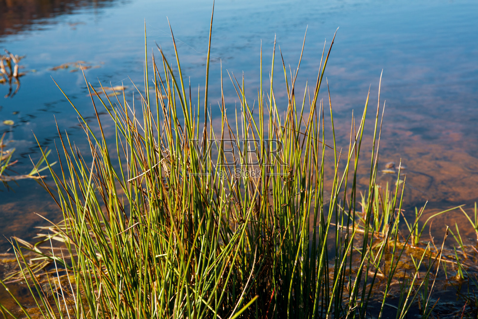 天然湖泊中的绿色水生植物照片摄影图片