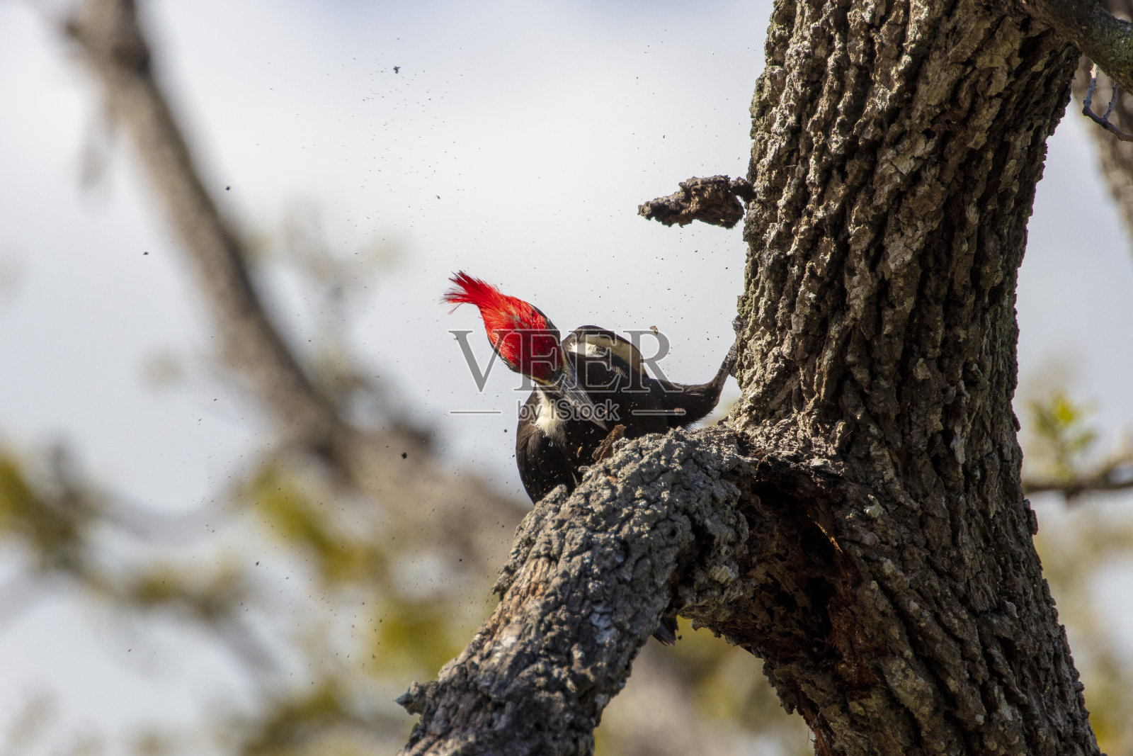 Pileated啄木鸟照片摄影图片