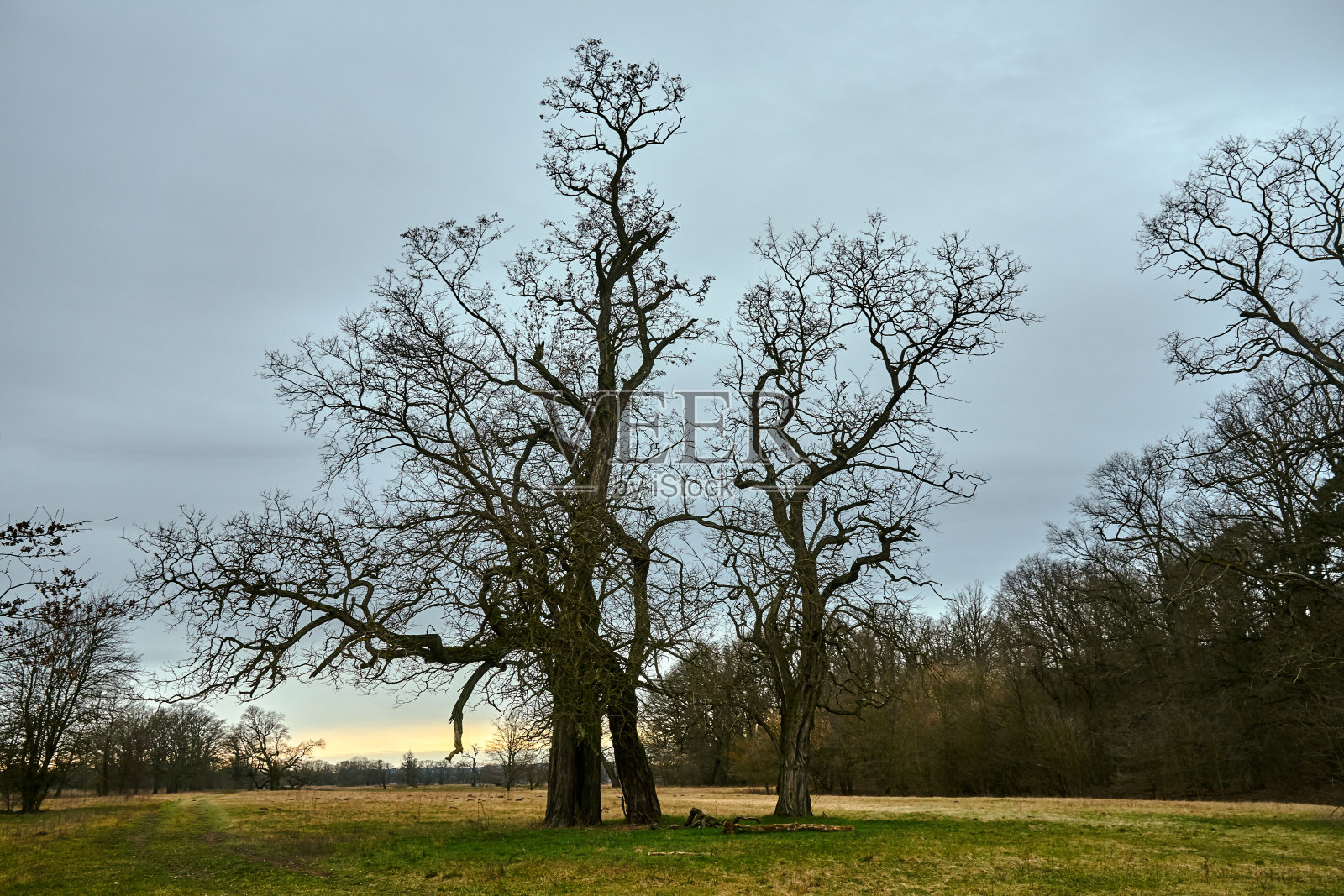 秋天傍晚，一群橡树在长满青草的空地上照片摄影图片
