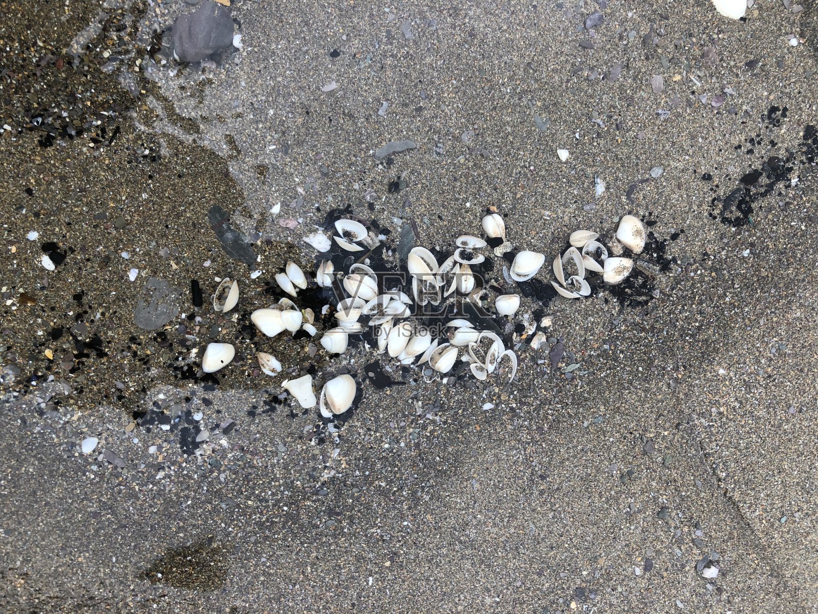 打开贝壳照片摄影图片