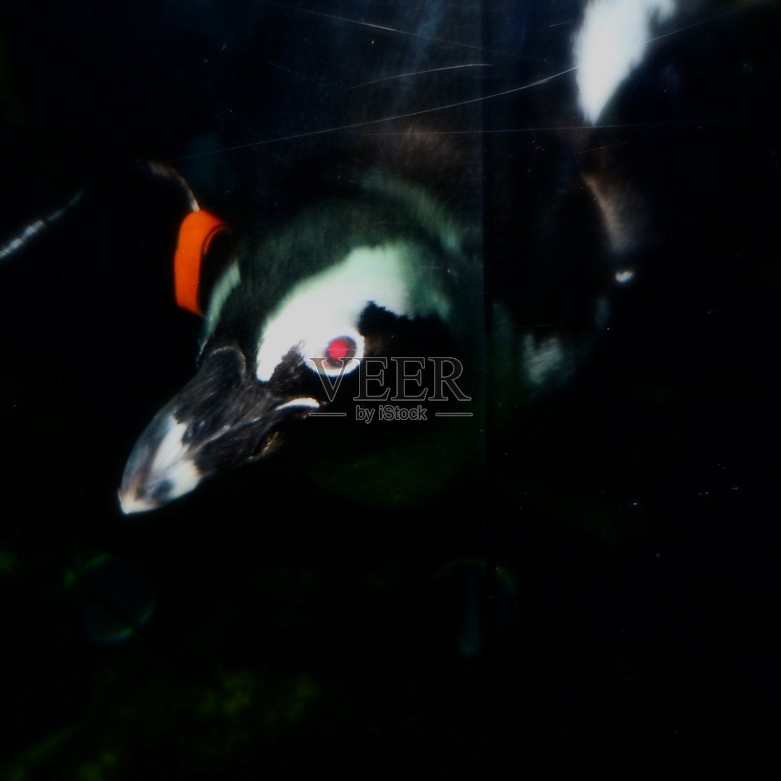 旧金山水族馆4照片摄影图片