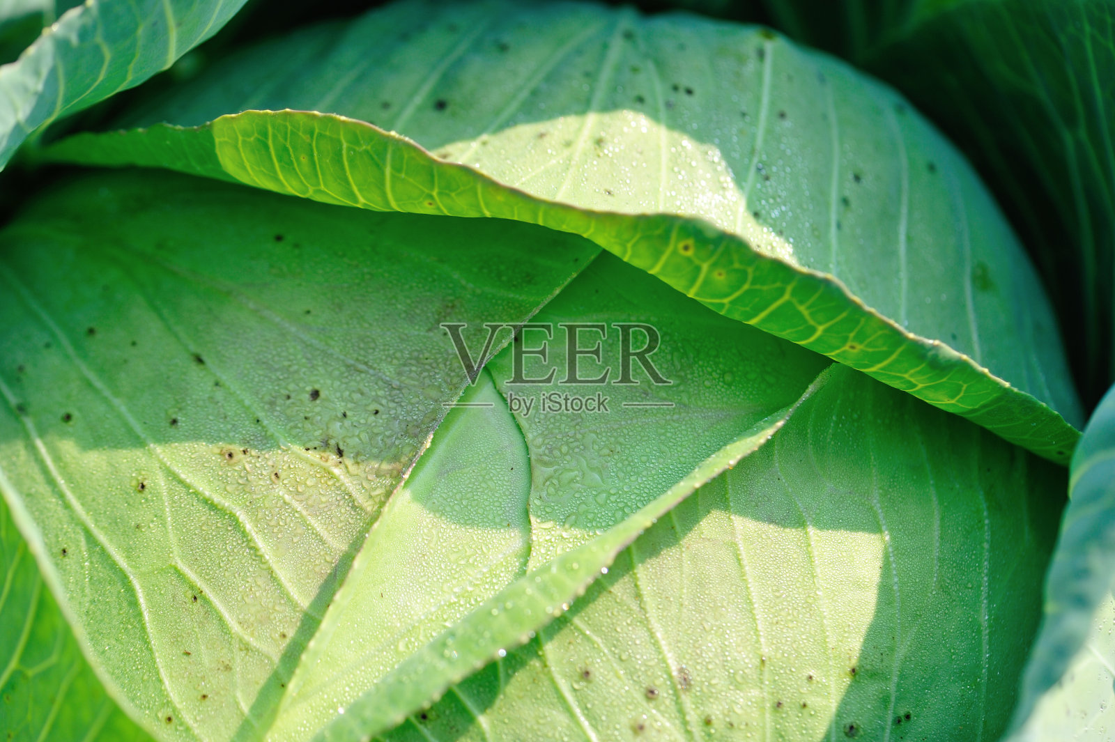 在蔬菜园里生长的青菜照片摄影图片