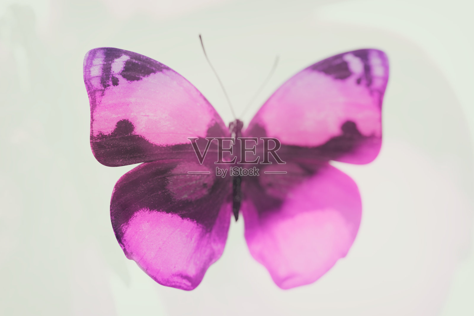 热带彩色蝴蝶孤立在白色背景上照片摄影图片