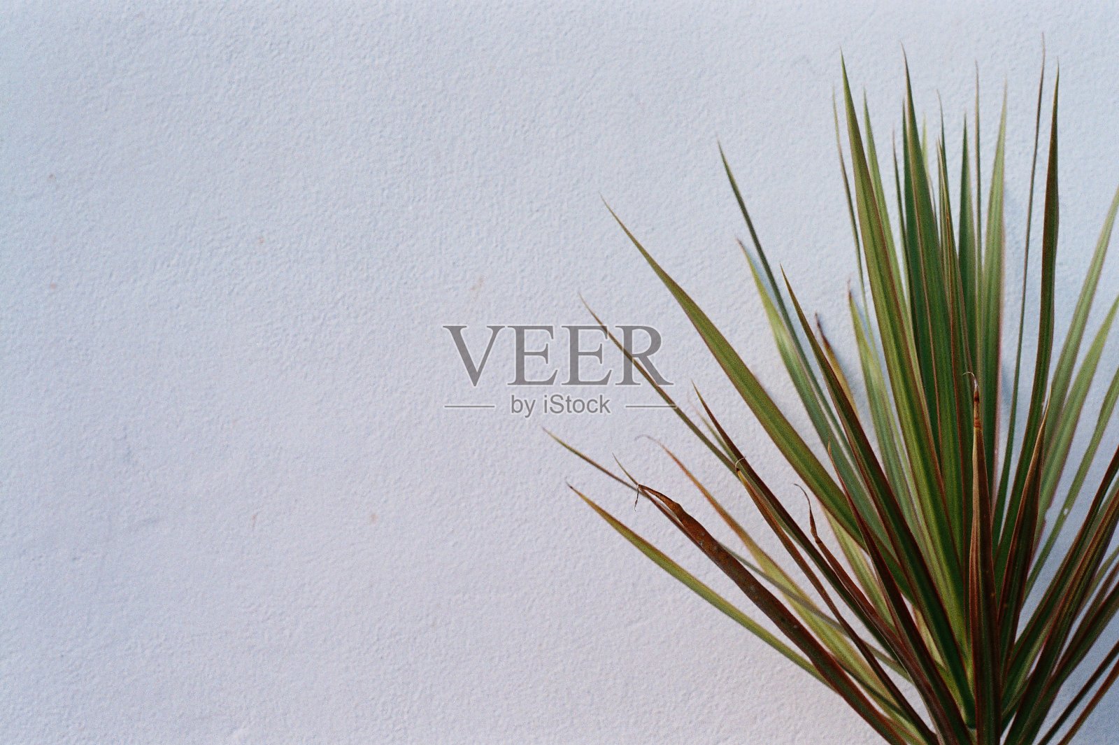 植物的生命照片摄影图片