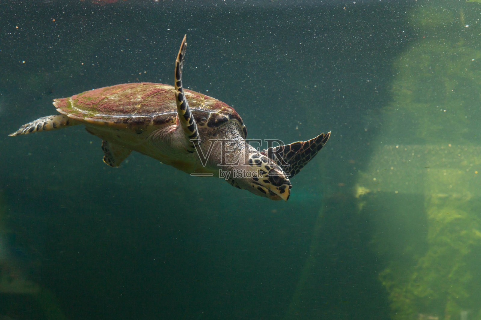 水下海龟游泳。海龟近距离靠近海底的珊瑚礁。绿海龟在珊瑚礁上游泳。绿海龟在太平洋温暖的水域中游弋。照片摄影图片