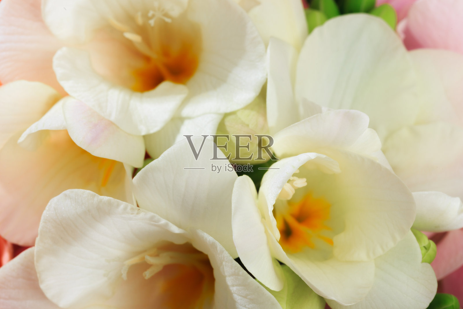 春花白色特写。背景。照片摄影图片