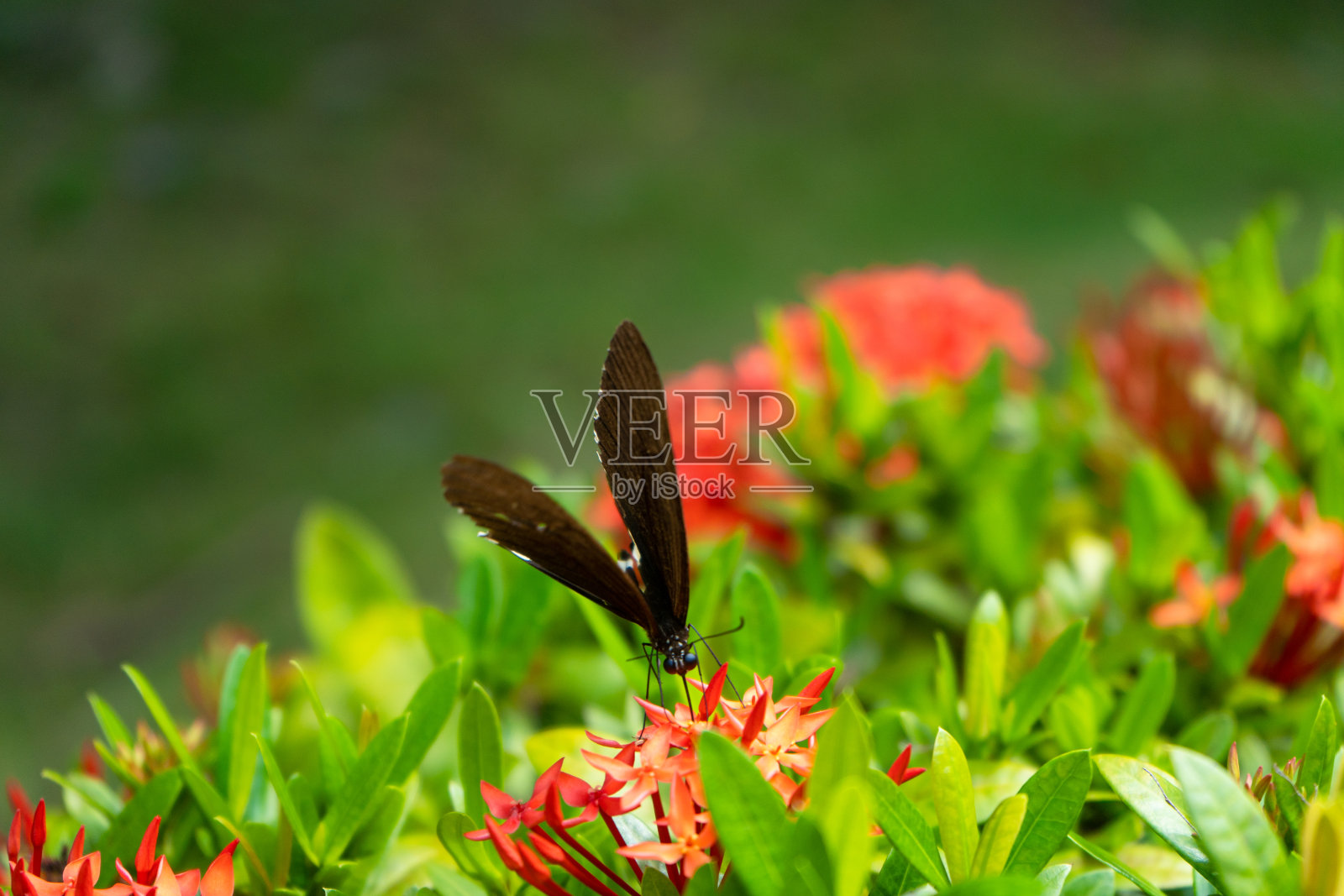 令人难以置信的美丽的一天，热带蝴蝶Papilio maackii传粉花。黑白蝴蝶从花中吸食花蜜。色彩和自然之美照片摄影图片