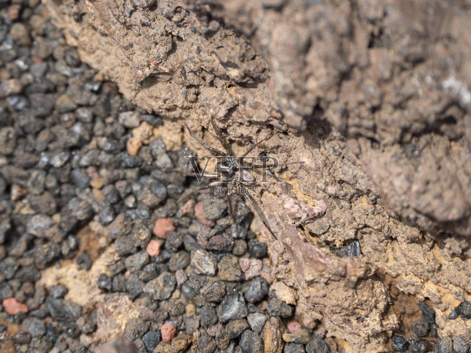 团聚火山蜘蛛照片摄影图片