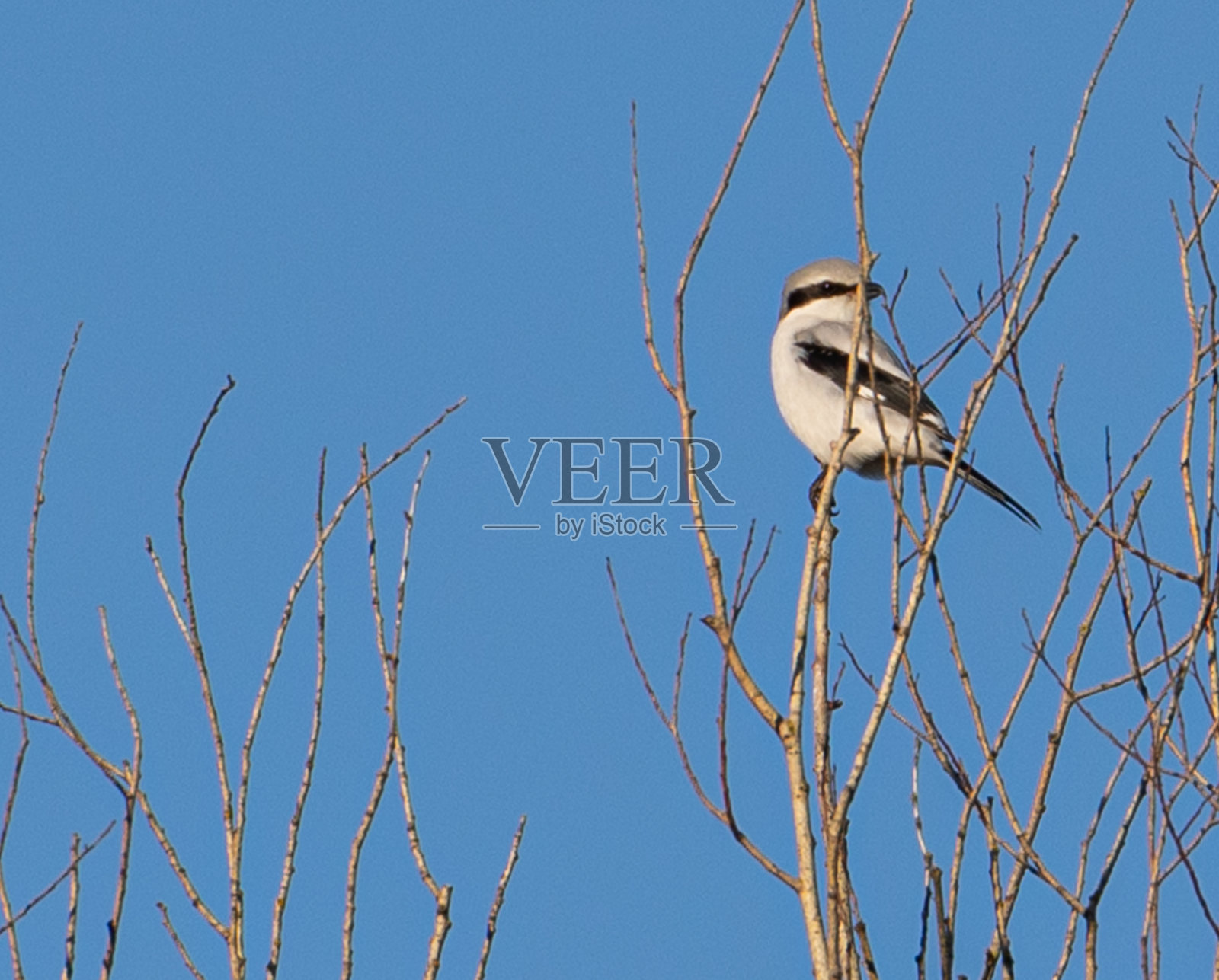 巨大的灰色伯劳鸟照片摄影图片
