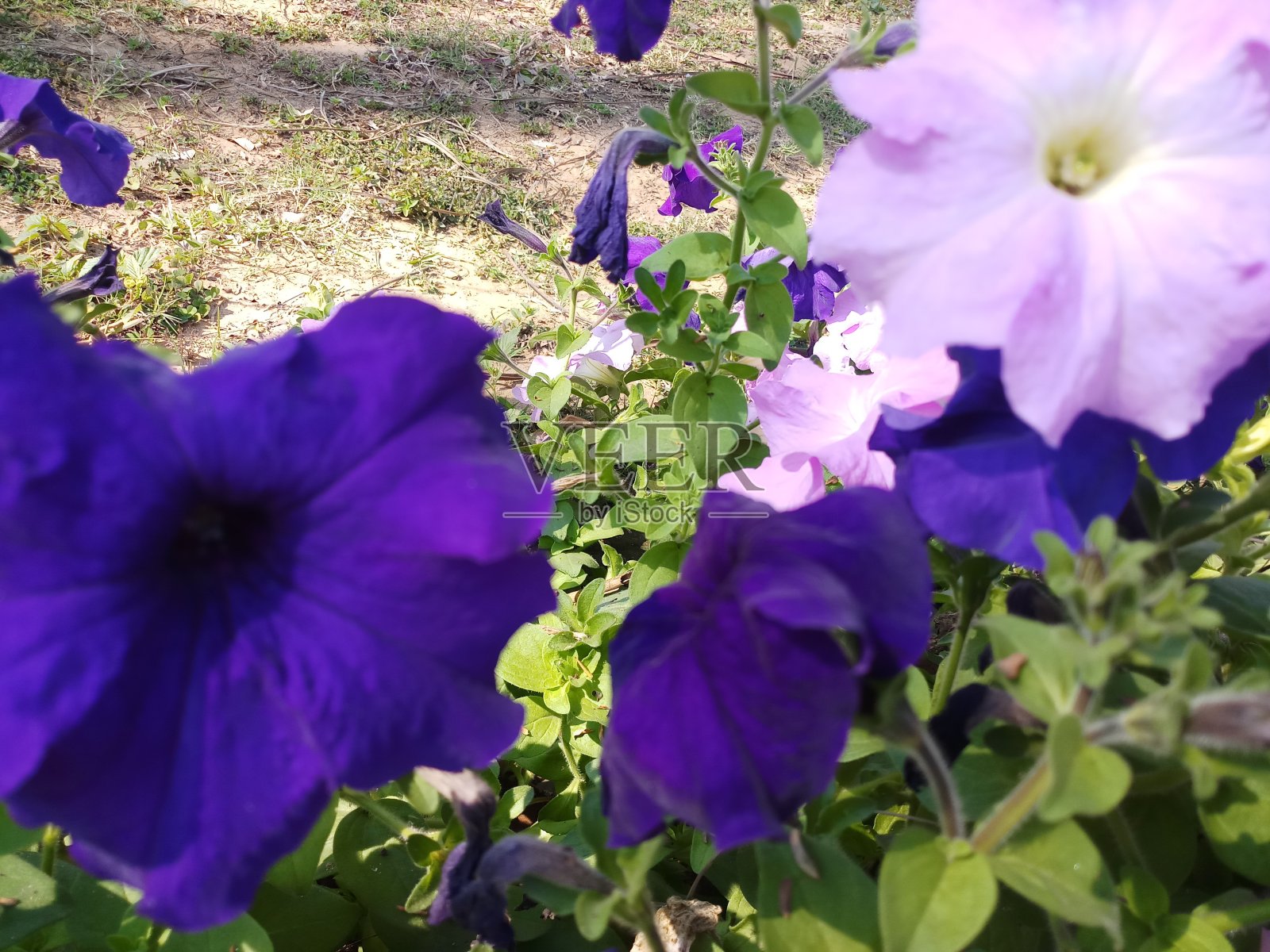 花园里有紫色和白色的矮牵牛花照片摄影图片