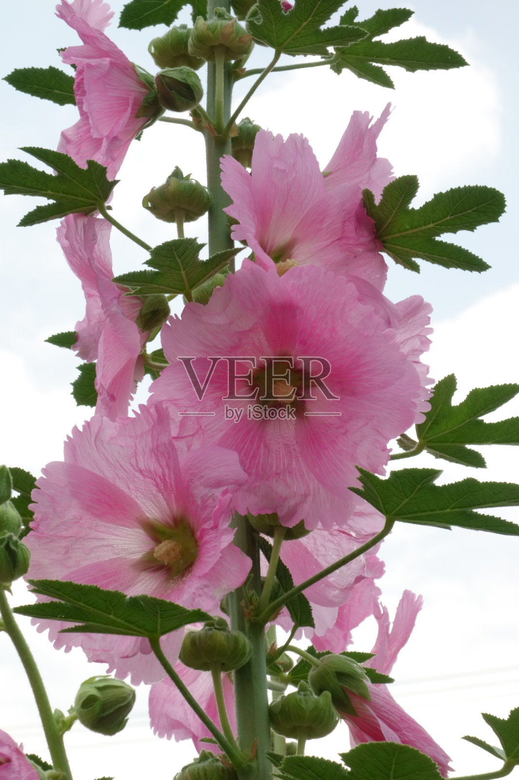 优美的,优雅的花瓣照片摄影图片