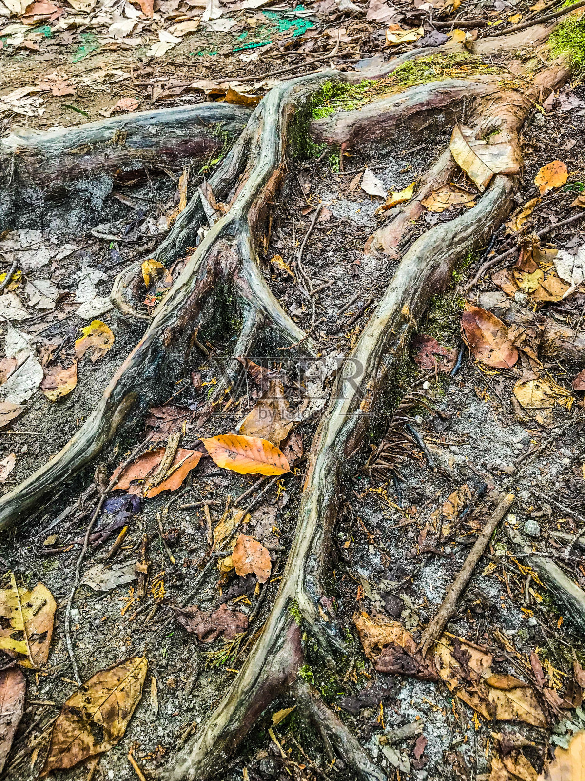 绿色照片摄影图片