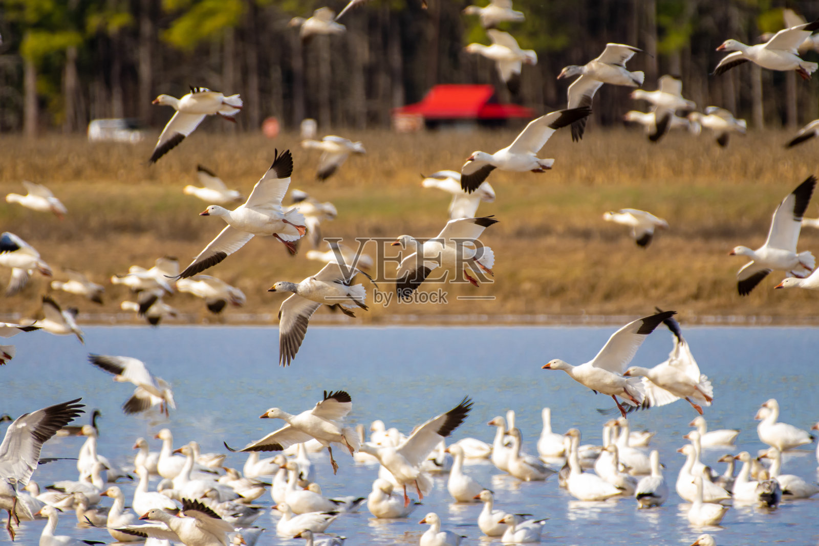 池塘上的一群雪鹅照片摄影图片