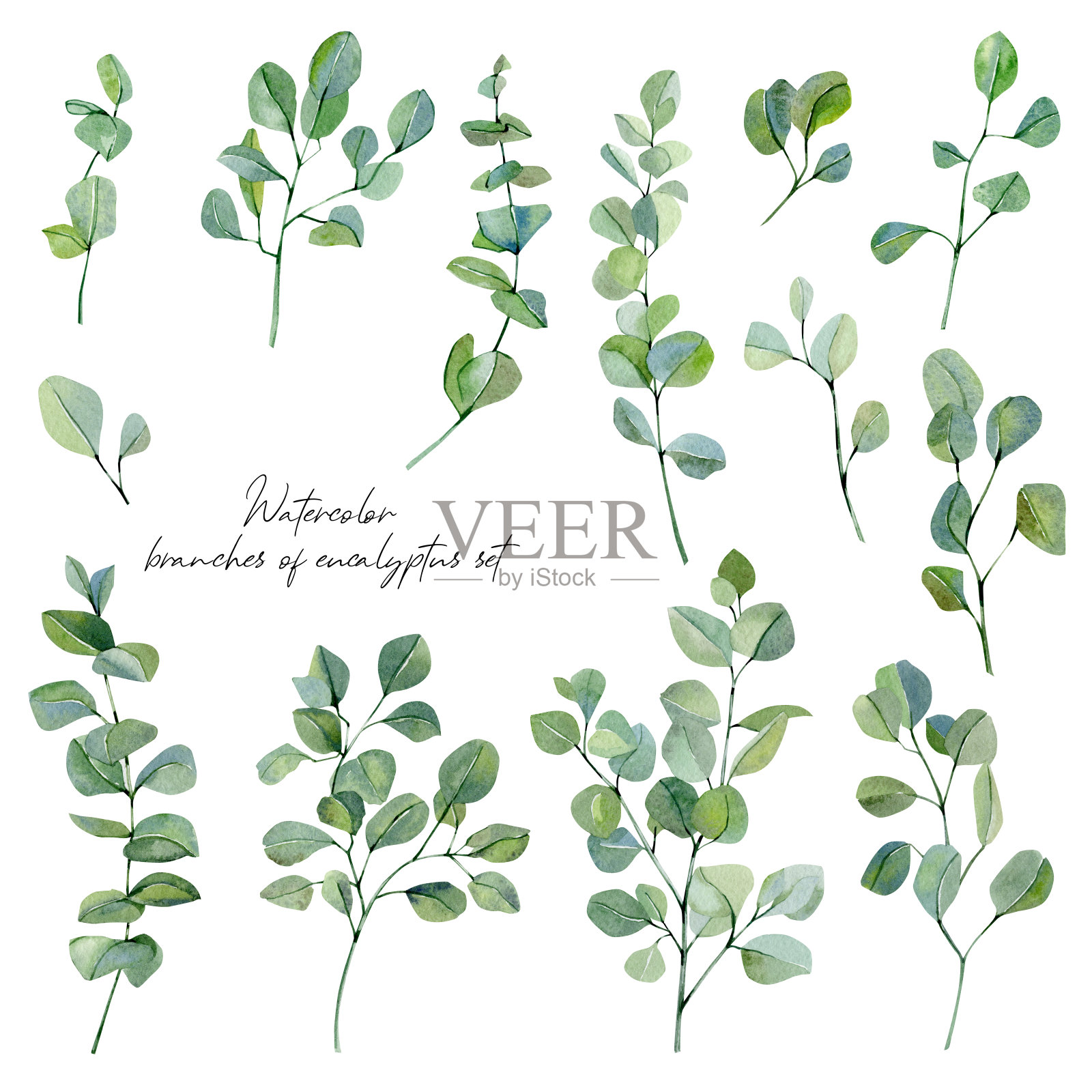 水彩桉树叶和树枝集。花生态插图的设计和纺织品织物手绘银美元桉树元素宝宝送礼会，婚礼的灵感。插画图片素材
