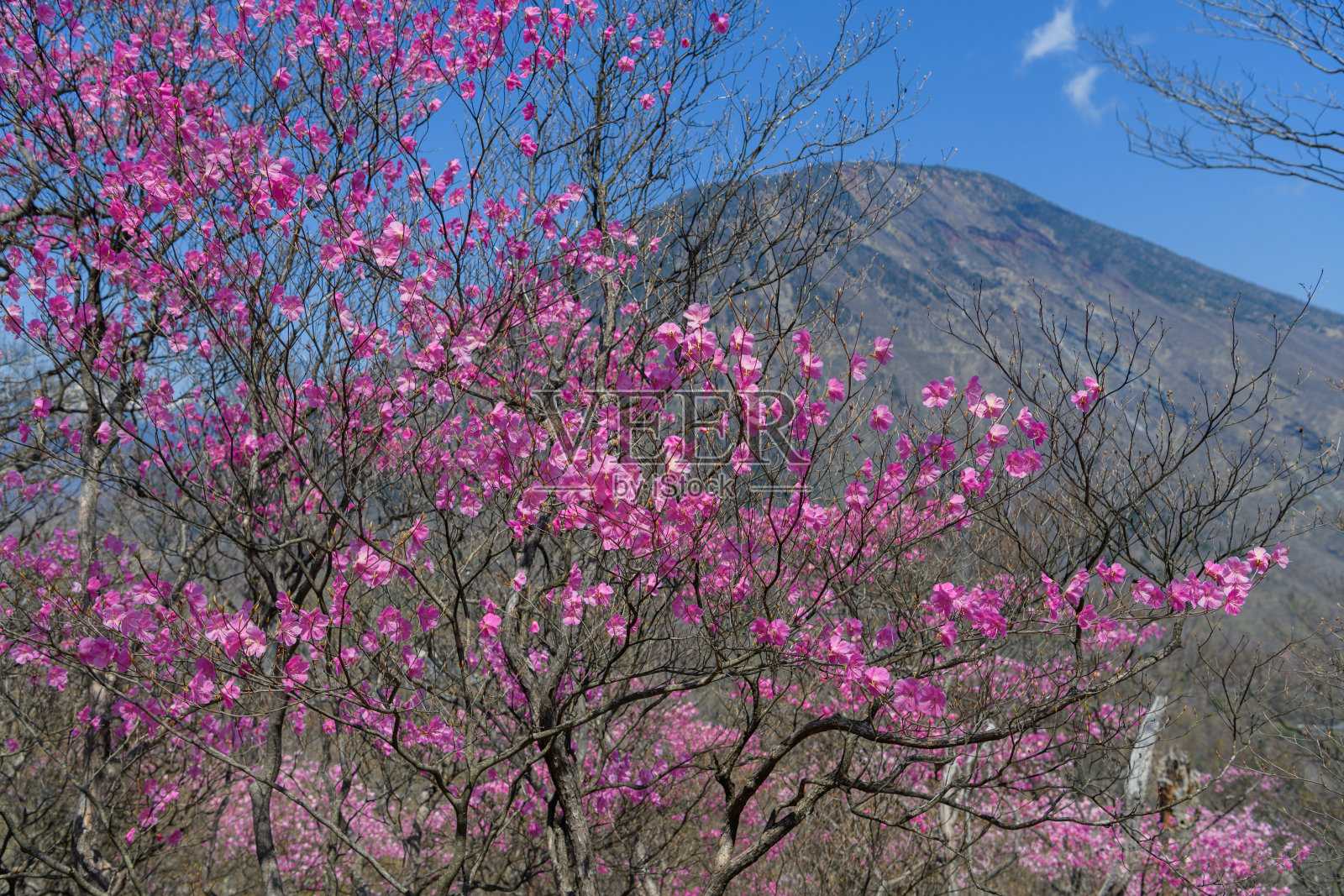 春天的杜鹃和南台山照片摄影图片