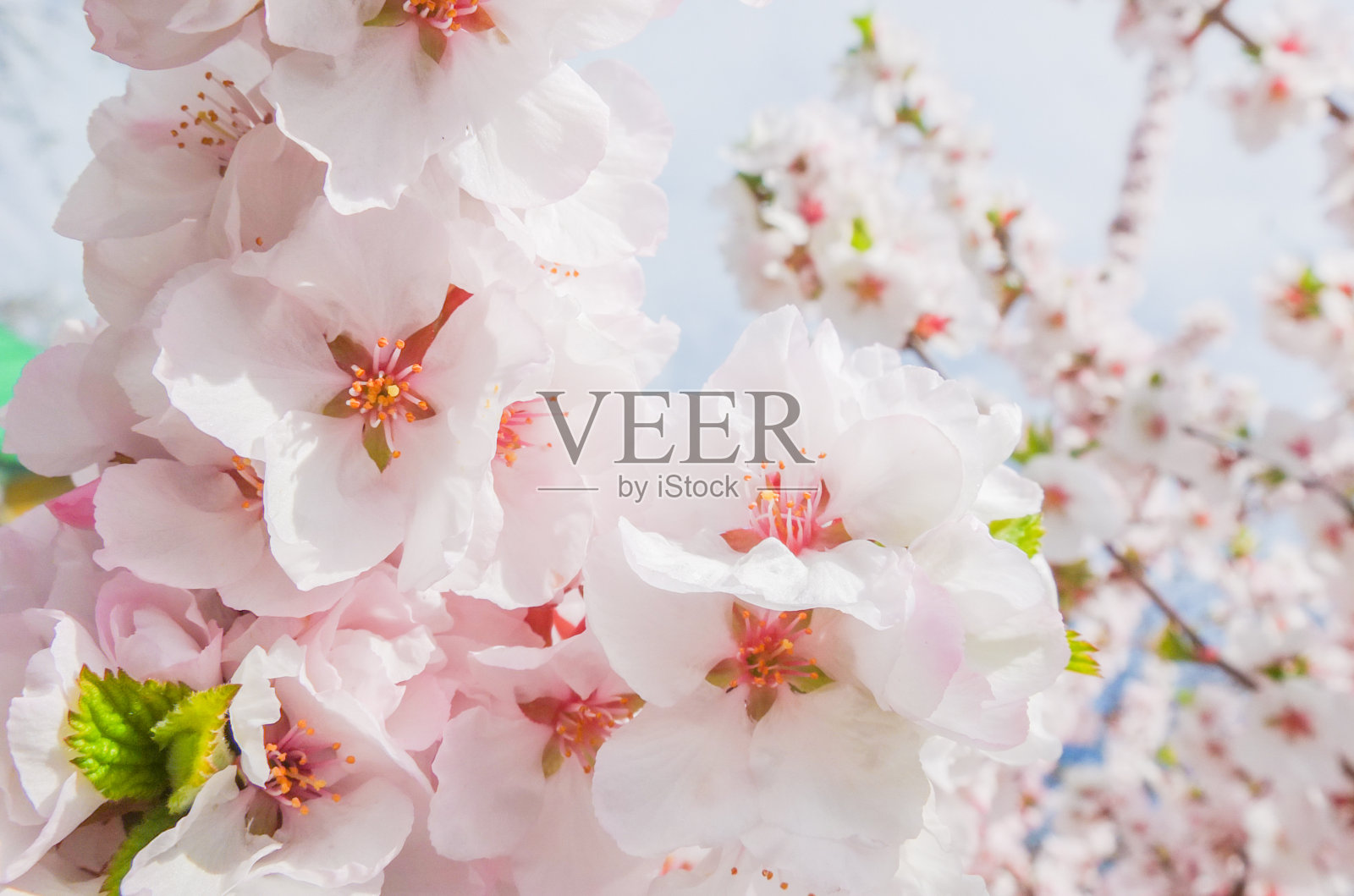 在一个阳光明媚的日子里，柔软的粉红色盛开的日本樱桃照片摄影图片