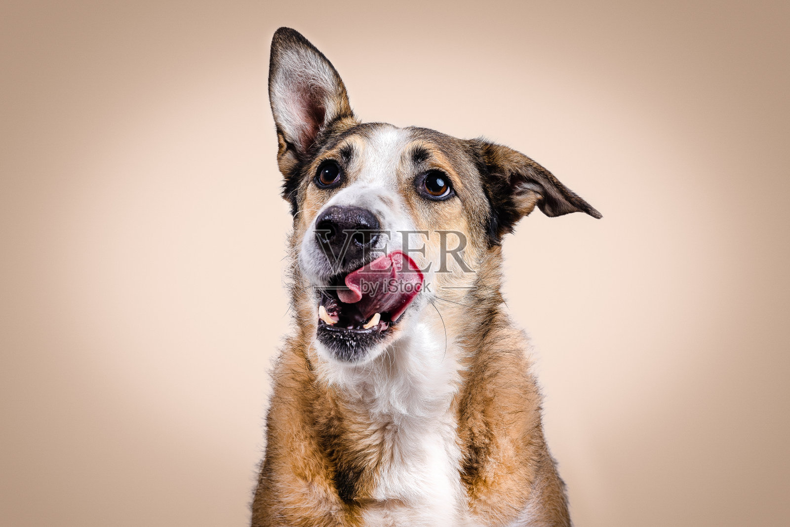 股票照片的棕色和白色的狗与提高的耳朵舔米色的背景。照片摄影图片