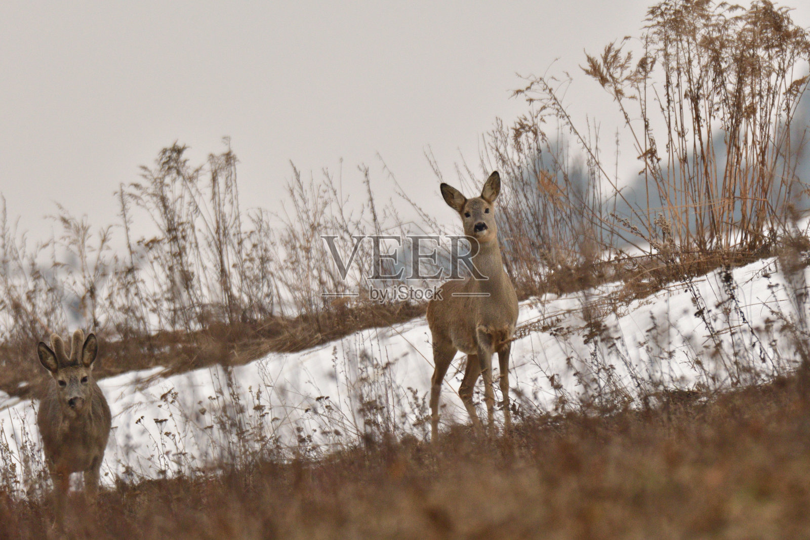 在灰色草丛中冬季伪装的狍照片摄影图片