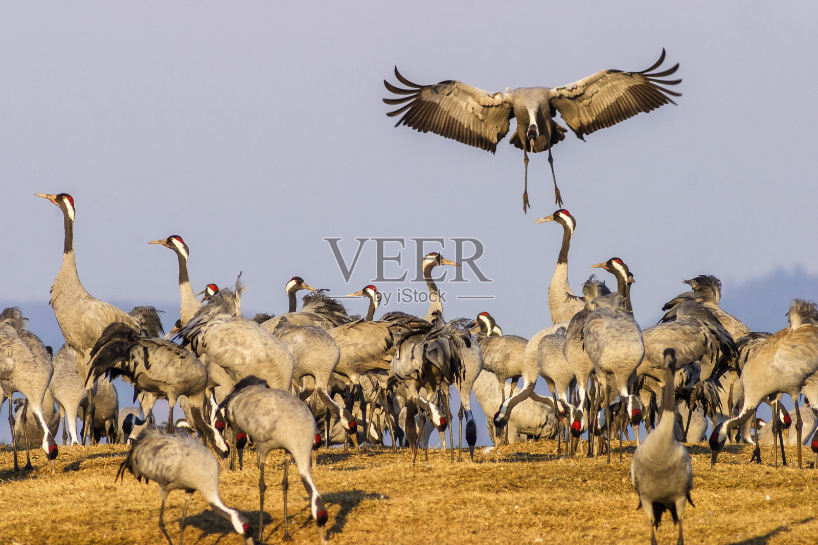 春天田野里的鹤照片摄影图片