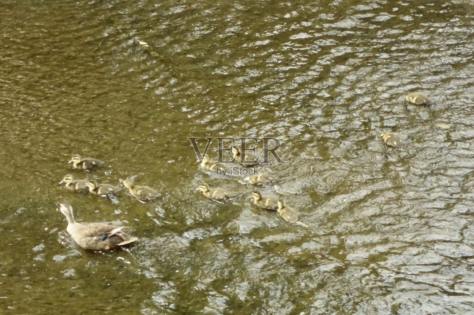 鸭妈妈在照看孩子们照片摄影图片