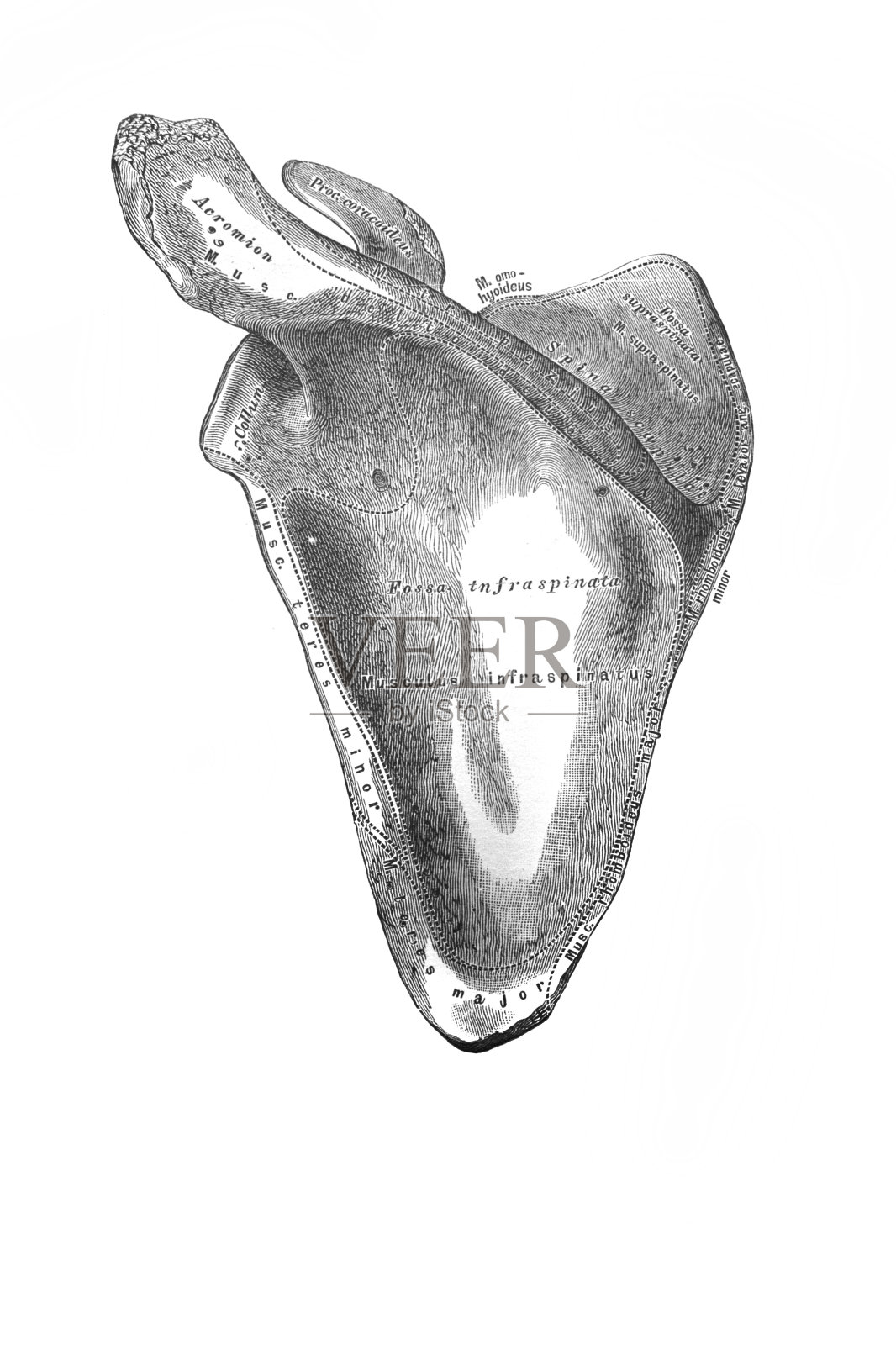 左肩胛骨，在旧书《人体解剖学》中，作者是国会议员维什涅夫斯基，1890年，莫斯科插画图片素材