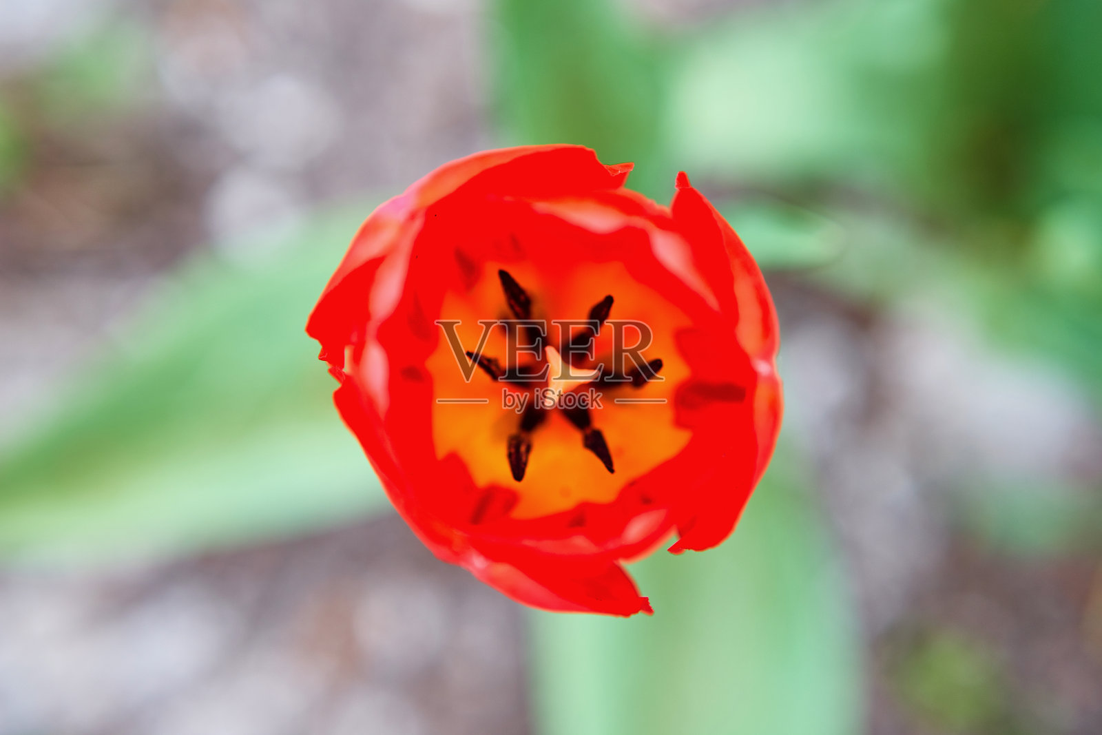 美丽的红色郁金香在春天生长在花园里的花概念照片摄影图片