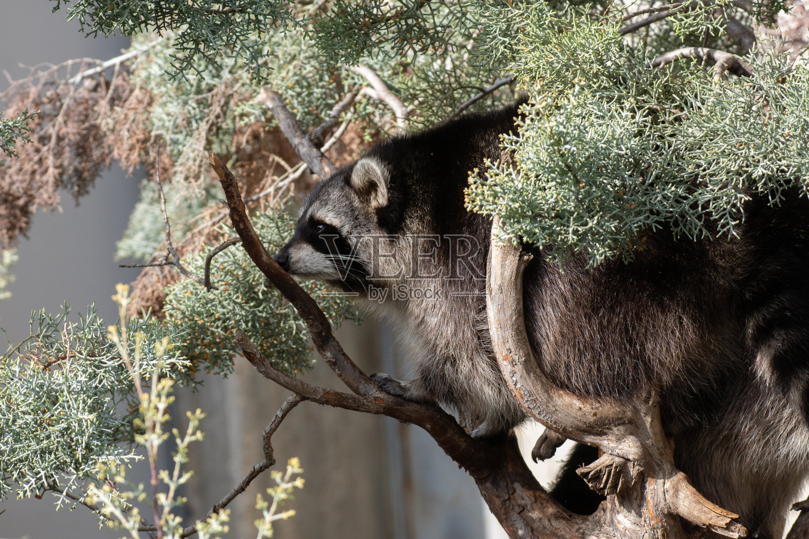 一棵柏树上浣熊的脸的肖像照片摄影图片