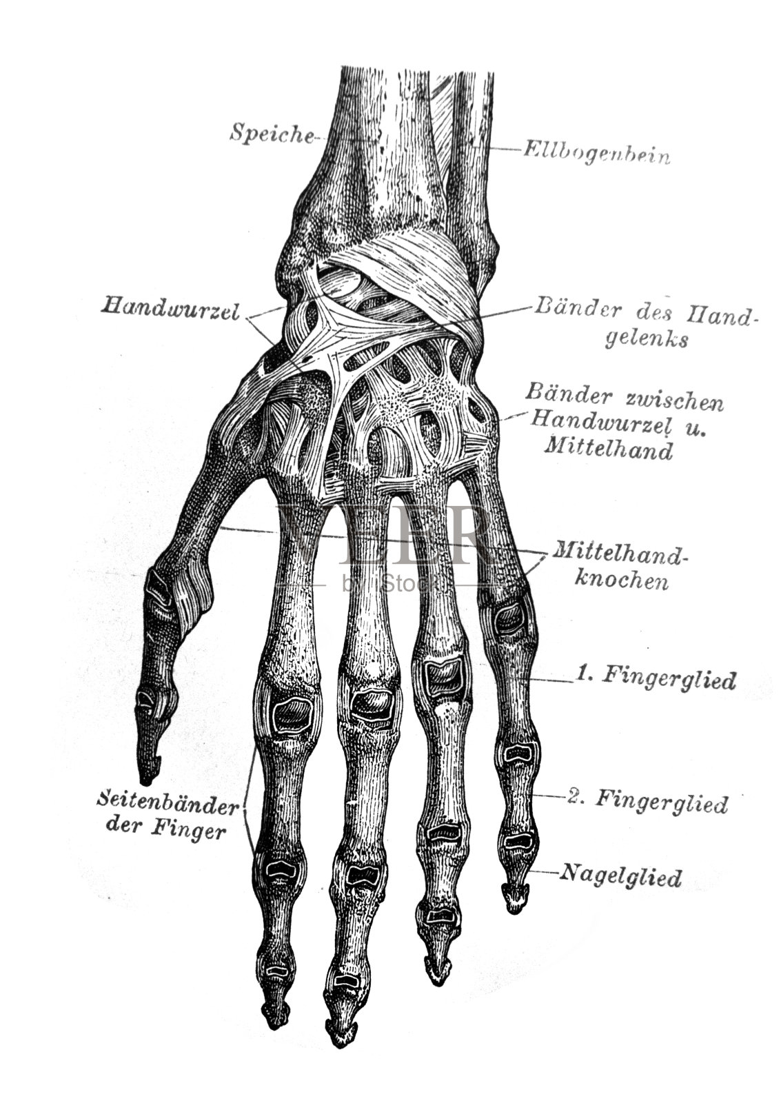 手腕骨骼的计划在旧书梅耶斯辞典，第2卷，1897年，莱比锡插画图片素材