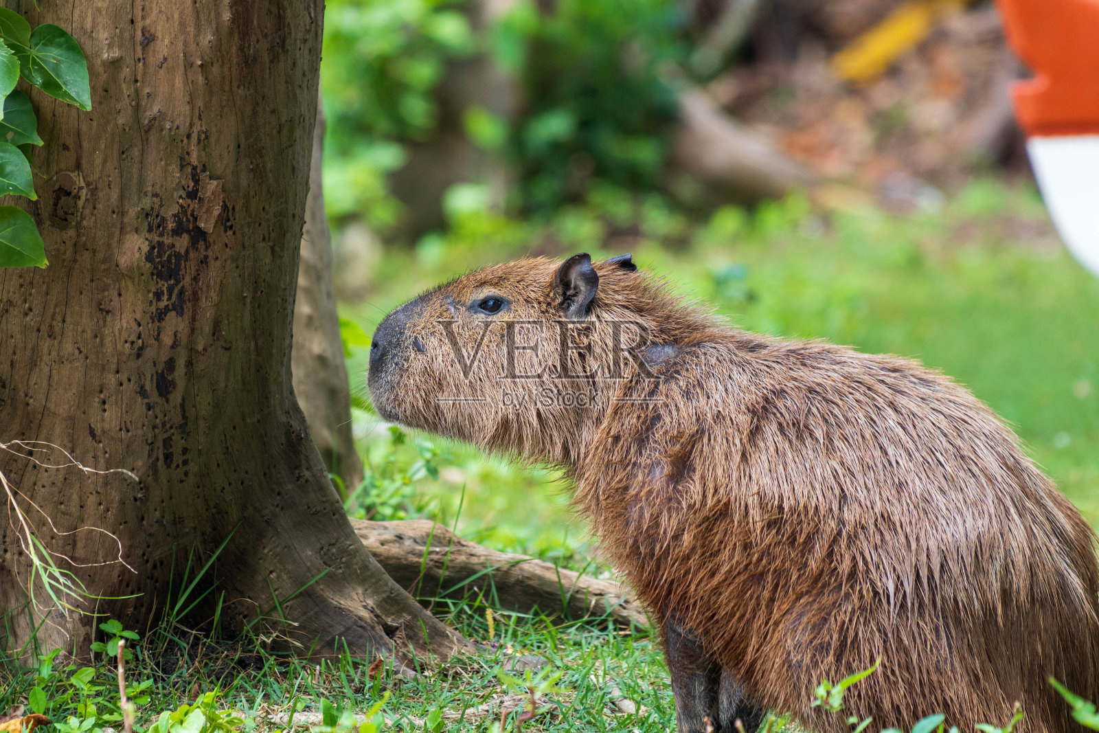 水豚是世界上最大的啮齿动物，在里约热内卢的马拉潘迪泻湖上吃草照片摄影图片