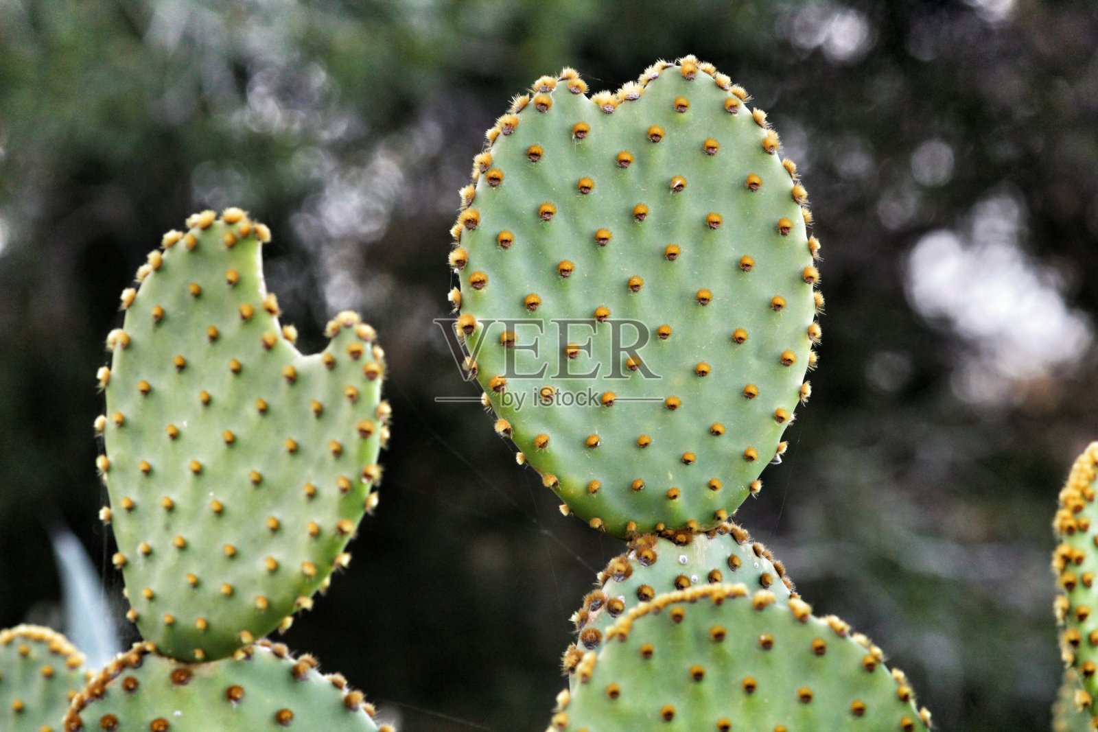 山中仙人掌属植物照片摄影图片