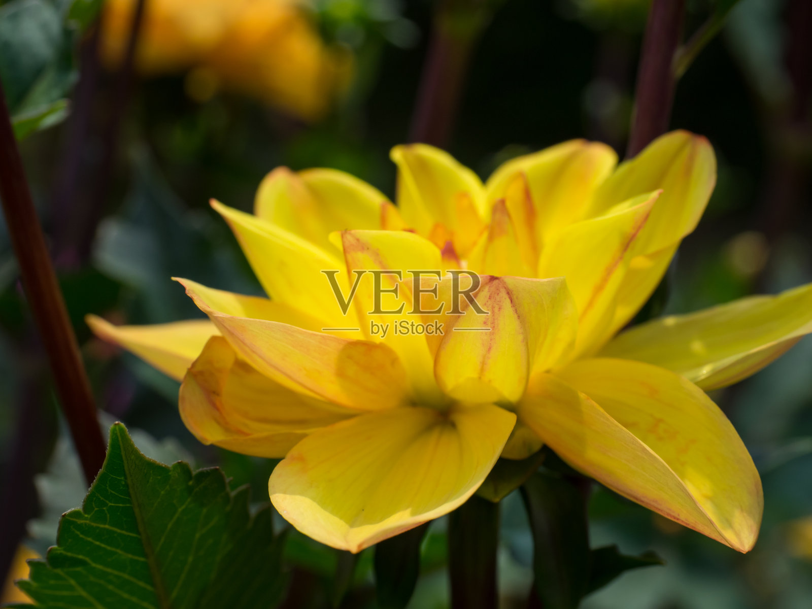 大丽花在花园里照片摄影图片