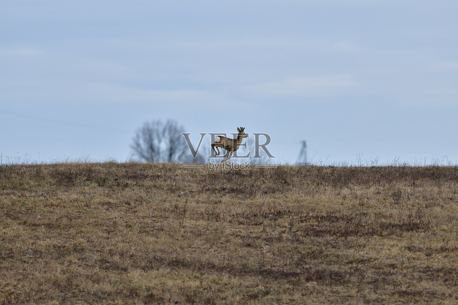 冬季雪地里，狍走出树林觅食照片摄影图片