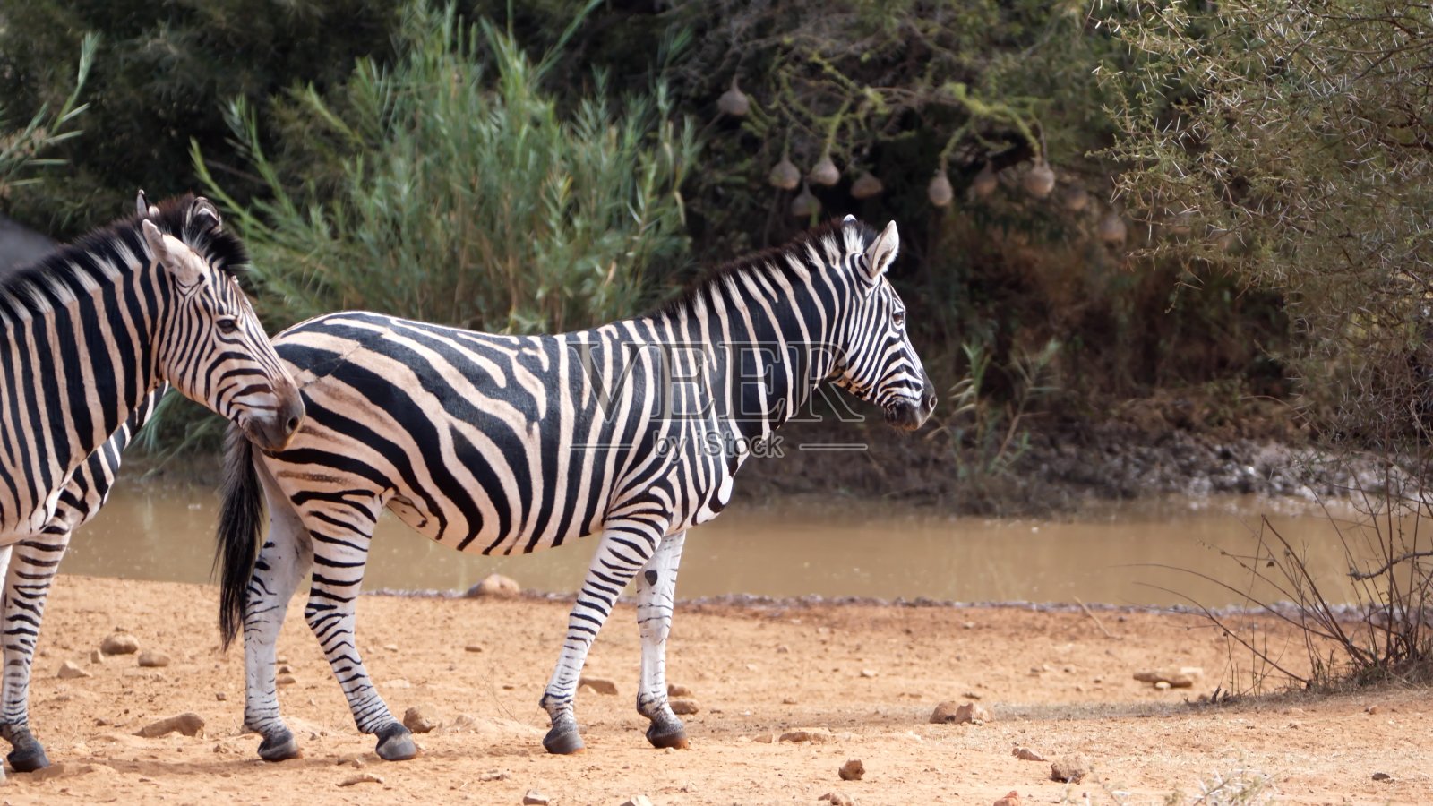 群斑马照片摄影图片