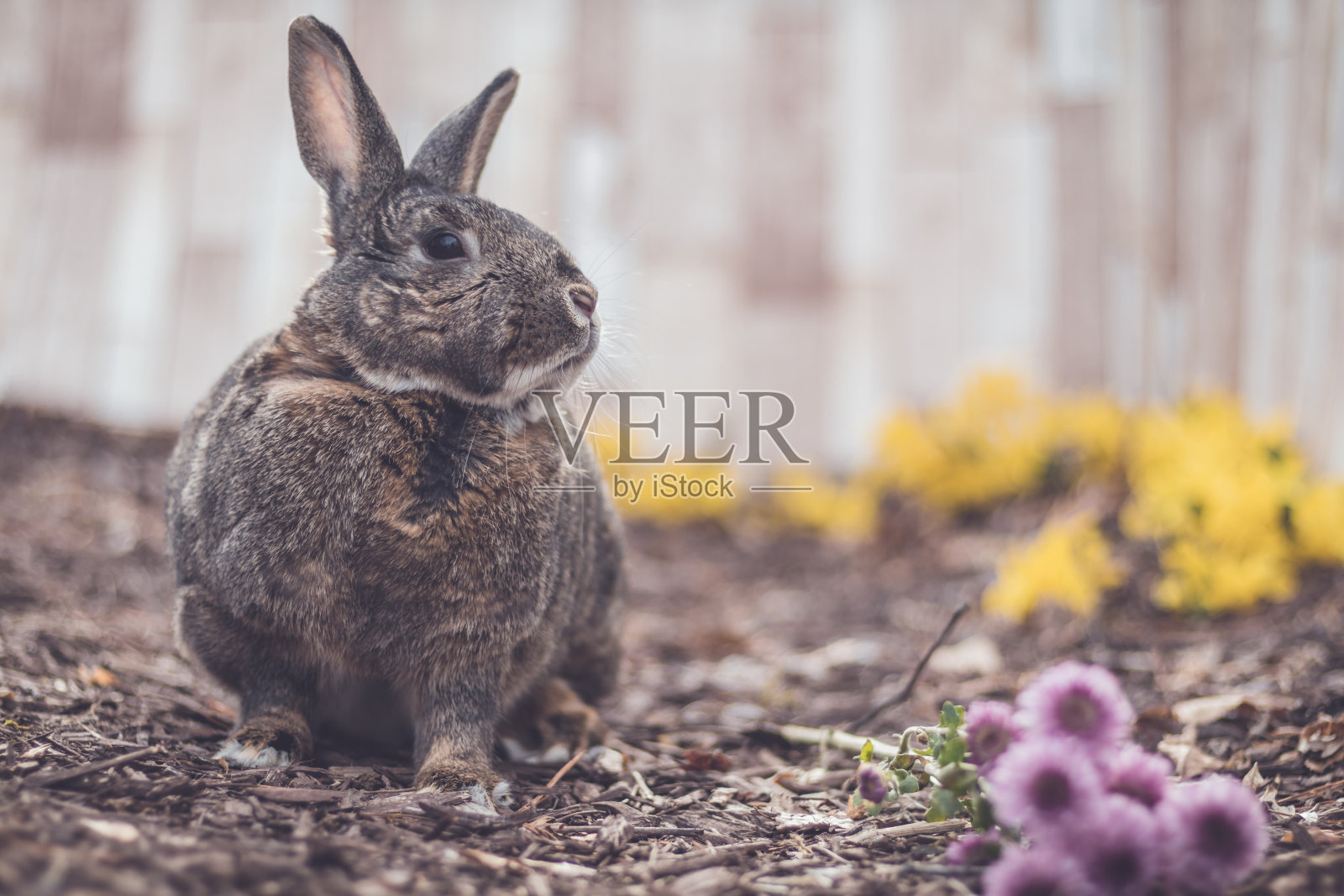 灰色和白色的兔子在花园里与花复活节春天照片摄影图片